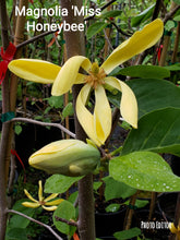 Magnolia 'Miss HoneyBee'