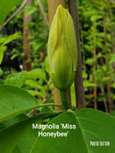 Magnolia 'Miss HoneyBee'