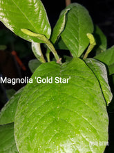 Magnolia 'Gold Star'