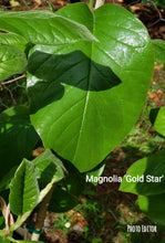Magnolia 'Gold Star'