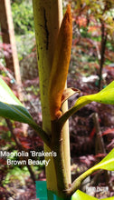 Magnolia 'Bracken's Brown Beauty'