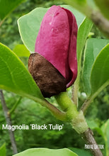 Magnolia 'Black Tulip'