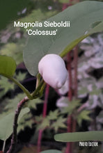 Magnolia Sieboldii 'Colossus'