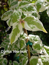 Cornus 'Aka tsuki' Dogwood
