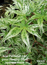 Acer Palmatum 'Uki Gumo' Floating Cloud Japanese Maples