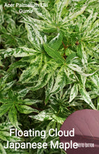 Acer Palmatum 'Uki Gumo' Floating Cloud Japanese Maples
