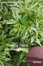 Acer Palmatum 'Uki Gumo' Floating Cloud Japanese Maples
