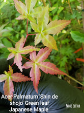 Acer Palmatum 'Shin de Shojo' Japanese Maples