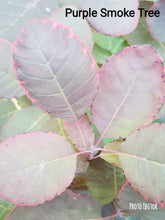 'Purple Smoketree' Cotinus coggygria var. Pupura- in Other Varieties