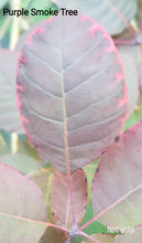 'Purple Smoketree' Cotinus coggygria var. Pupura- in Other Varieties