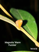 Magnolia laevifolia 'Warm Fuzzies' Evergreen