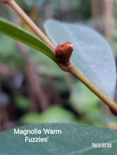 Magnolia laevifolia 'Warm Fuzzies' Evergreen