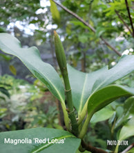Magnolia 'Red Lotus'