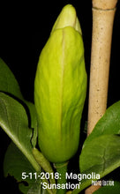 Magnolia 'Sunsation'