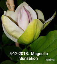 Magnolia 'Sunsation'