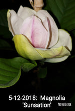 Magnolia 'Sunsation'