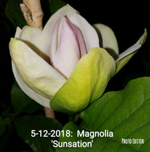Magnolia 'Sunsation'