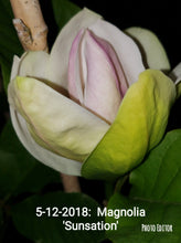 Magnolia 'Sunsation'