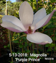 Magnolia 'Purple Prince'
