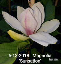 Magnolia 'Sunsation'