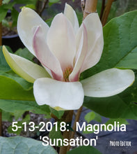 Magnolia 'Sunsation'