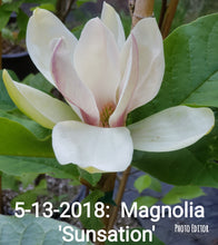 Magnolia 'Sunsation'