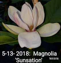 Magnolia 'Sunsation'