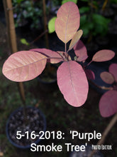 'Purple Smoketree' Cotinus coggygria var. Pupura- in Other Varieties