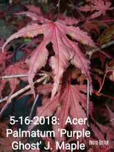 Acer Palmatum 'Purple Ghost'  Japanese Maples