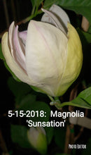 Magnolia 'Sunsation'