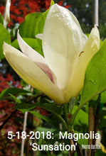 Magnolia 'Sunsation'