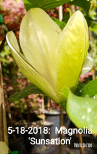 Magnolia 'Sunsation'