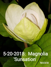 Magnolia 'Sunsation'