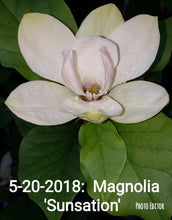 Magnolia 'Sunsation'