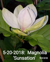 Magnolia 'Sunsation'