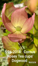 Cornus 'Rosy Tea Cups' Dogwood
