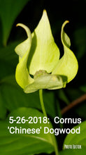Chinese Dogwood