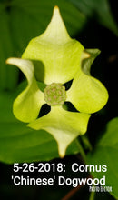 Chinese Dogwood