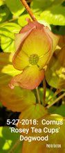 Cornus 'Rosy Tea Cups' Dogwood