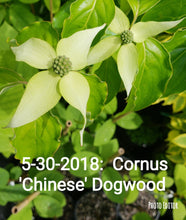 Chinese Dogwood