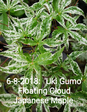 Acer Palmatum 'Uki Gumo' Floating Cloud Japanese Maples