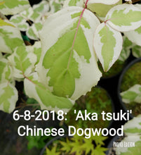 Cornus 'Aka tsuki' Dogwood