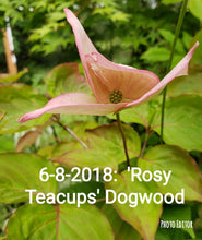 Cornus 'Rosy Tea Cups' Dogwood