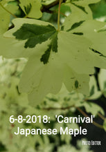 Acer campestre 'Carnival' Japanese Maples