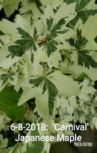 Acer campestre 'Carnival' Japanese Maples