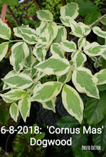 Cornus mass 'variegata' Dogwood