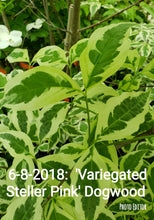 Cornus Variegated 'Stellar Pink' Dogwood