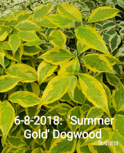 Cornus 'Summer Gold' Dogwood