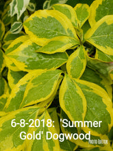 Cornus 'Summer Gold' Dogwood