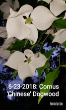 Chinese Dogwood